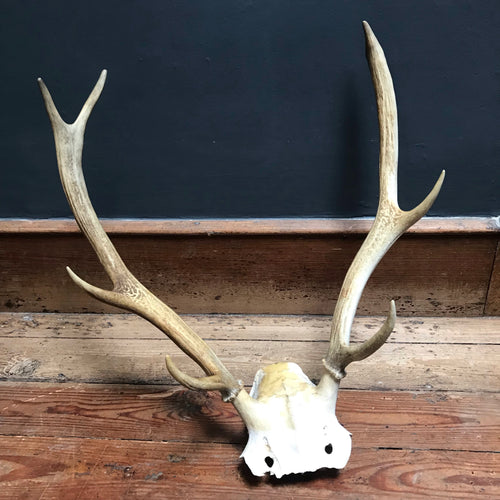 SOLD - Large Skull with 6 Point Antlers