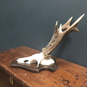 SOLD - Vintage Traditional Style Roe Deer Antlers