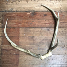 SOLD - Skull with 6 Point Antlers