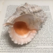 SOLD - Queen Conch Shell