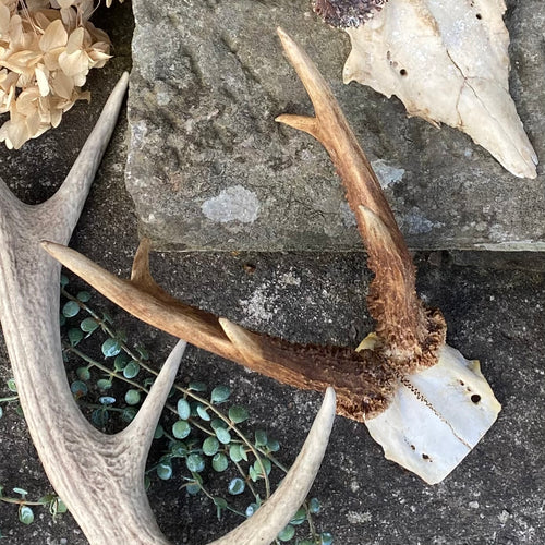 SOLD - Small Roe Deer Skull & Antlers