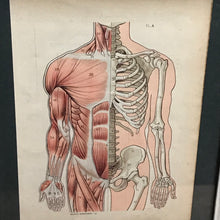 SOLD - Vintage Framed Anatomy Print