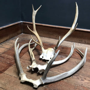 SOLD - Large Skull with 6 Point Antlers
