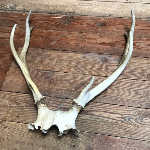 SOLD - Skull with 6 Point Antlers