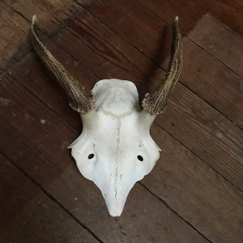 SOLD - Skull & Antlers