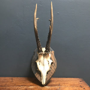 SOLD - Vintage Roe Deer Antlers