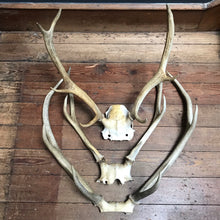 SOLD - Skull with 6 Point Antlers
