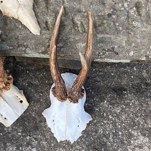 SOLD - Roe Deer Skull & Antlers