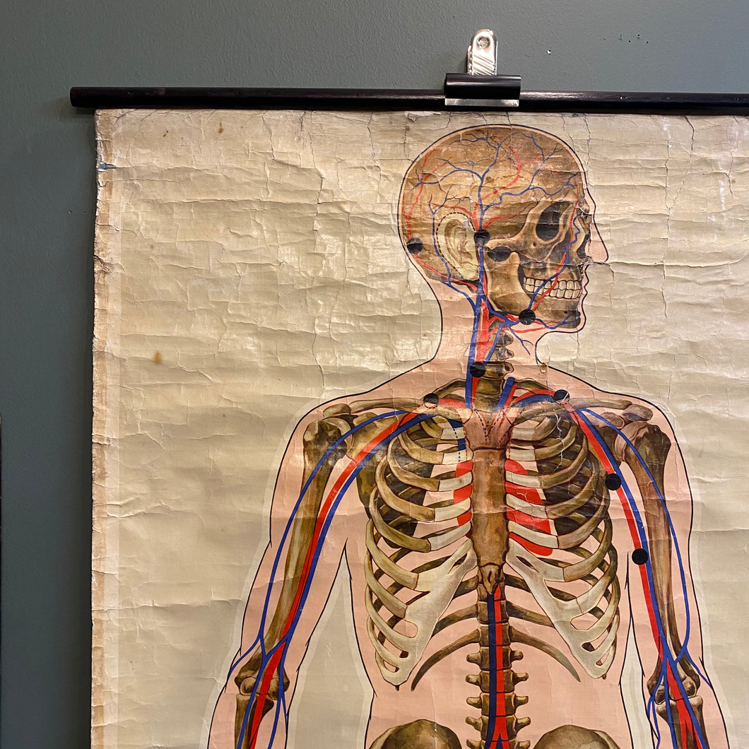 SOLD - Antique Life Size St Johns Ambulance Anatomical Wall Chart