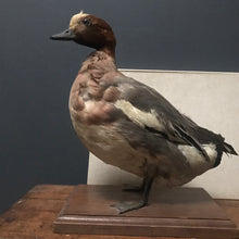 SOLD - French Taxidermy Duck