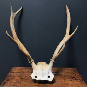 SOLD - Large Skull with 6 Point Antlers