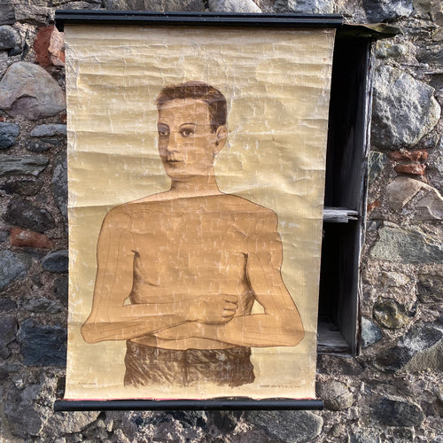 SOLD - Antique Anatomical Wall Chart