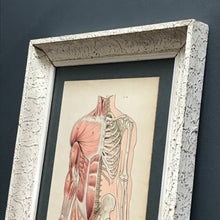 SOLD - Vintage Framed Anatomy Print