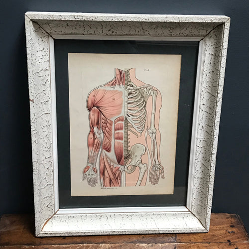 SOLD - Vintage Framed Anatomy Print