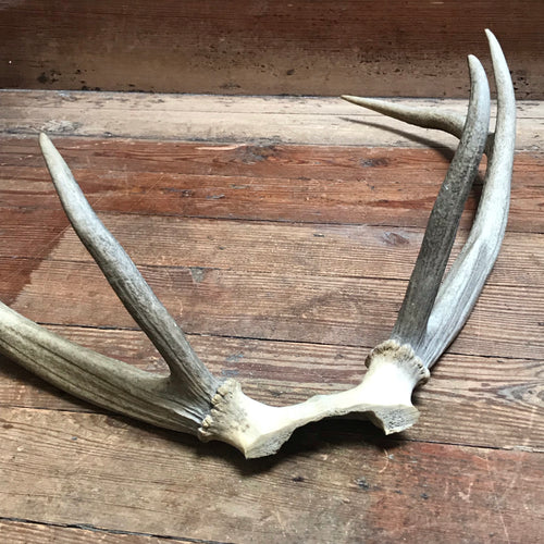 SOLD - Skull with 6 Point Antlers