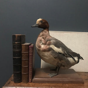 SOLD - French Taxidermy Duck