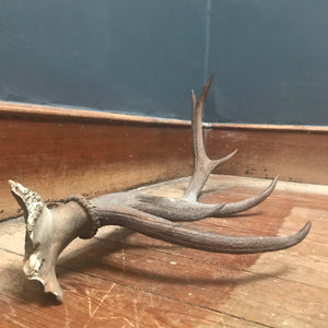 SOLD - Six Point Antler