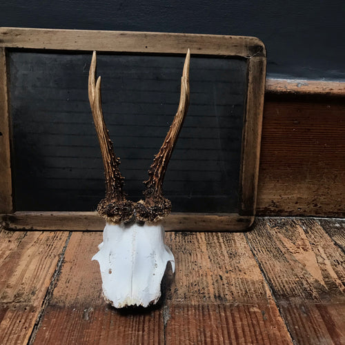 SOLD - Vintage Roe Deer Antlers